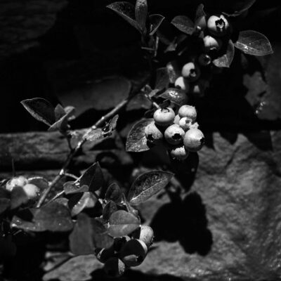 Blueberries on the Vine-AG98-014