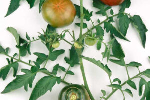WHITE BOX AGRO