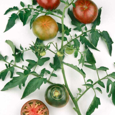 Heirloom Tomato Project-Cover