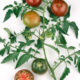 WHITE BOX AGRO