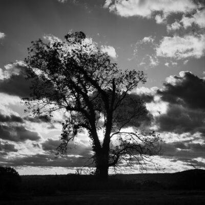Sentinel Tree in Silhouette, opus_1