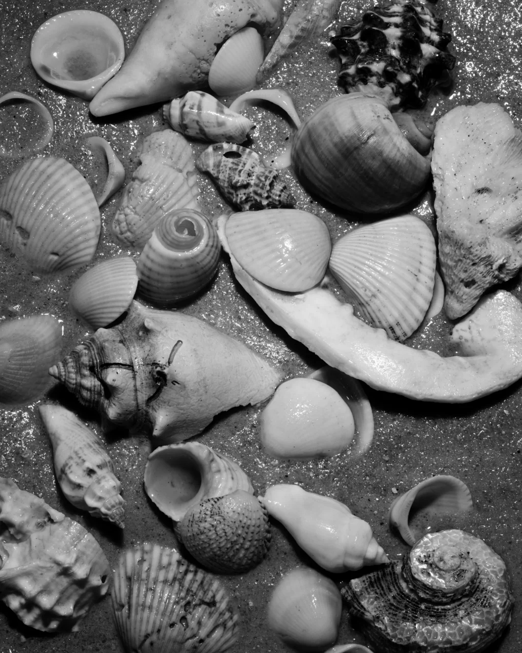cluster-of-seashells
