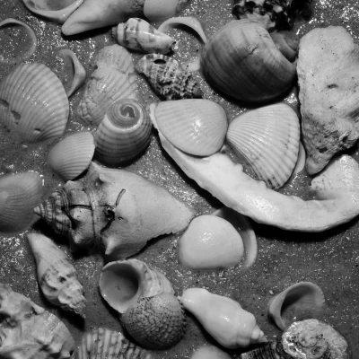 Cluster of Seashells