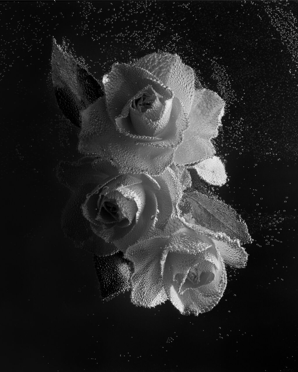 Fine Art Photography by Frank Iannotti,