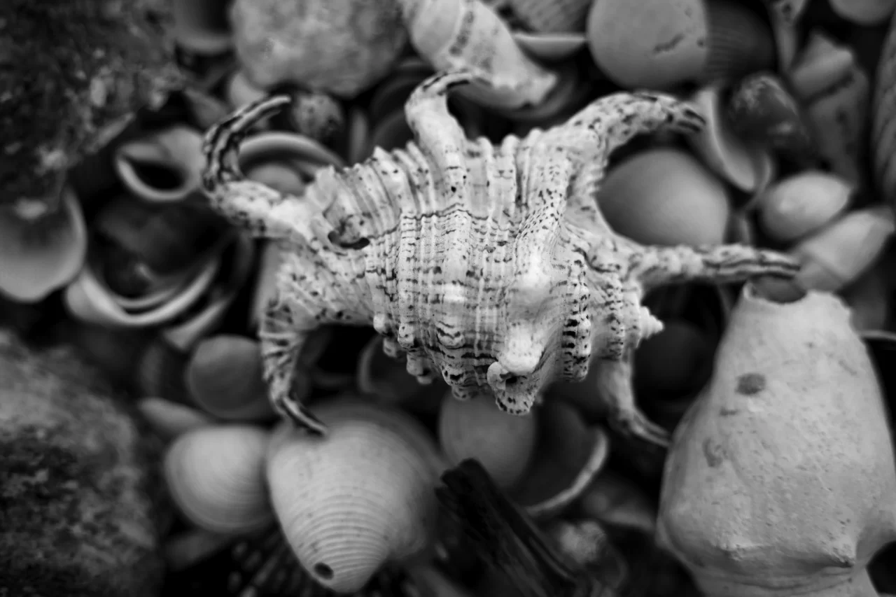 Cluster of Sea Shells