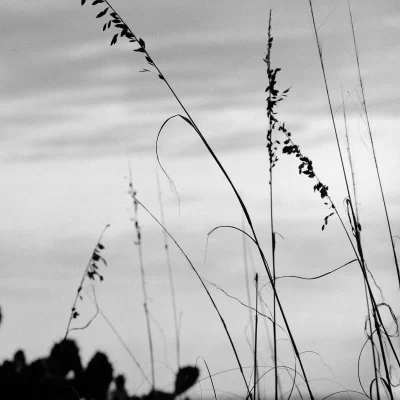 Dune Grass in Silhouette