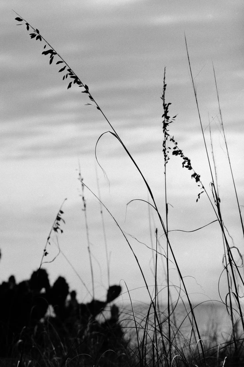 Sea Grass in Silhouette in the Dunes Hillsboro Beach